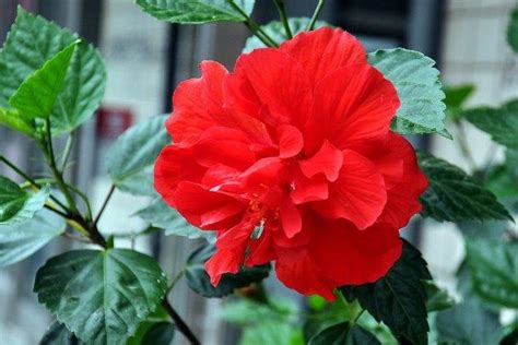 扶桑花怎麼養|扶桑花這樣養，「綠油油」的葉子，「紅火火」的花